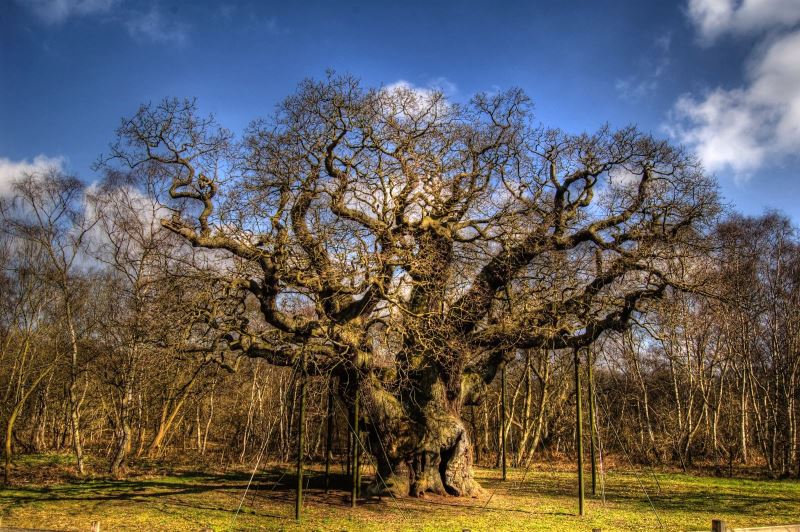 Major Oak | Visit Nottinghamshire